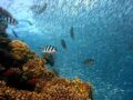 Top 3 des sites de plongée indonésiens